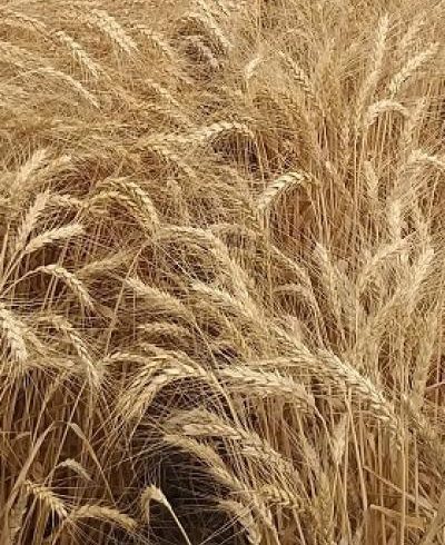 Пшеница мягкая озимая Triticum aestivum L.