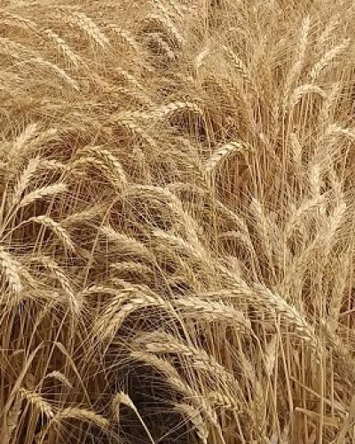Пшеница мягкая озимая Triticum aestivum L.